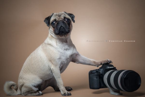 hunde-fotograf-graz-1226E95FAF-690D-F25E-B2B9-B2A6A82F4257.jpg