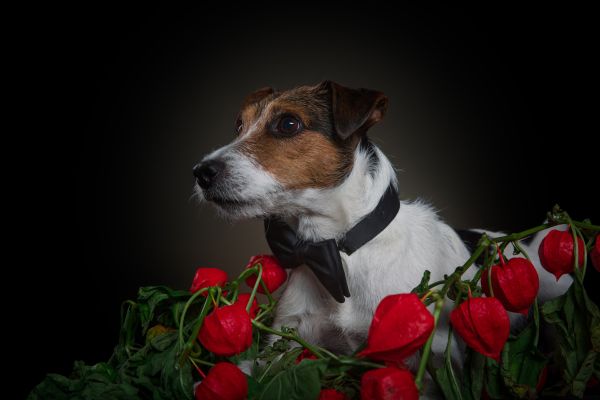 hundefotografie-graz001D8A155D4-F16D-0808-C2A0-9B9DF6D7ED09.jpg