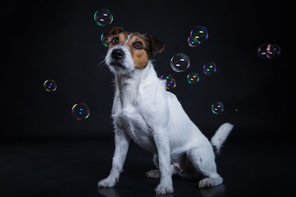 hundefotografie-graz00256747A66-EA0C-D072-324F-601D4CF535BD.jpg