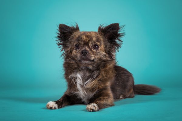 hundefotografie-graz02C8F590D0-E607-EC9E-0863-EFE42498D85A.jpg